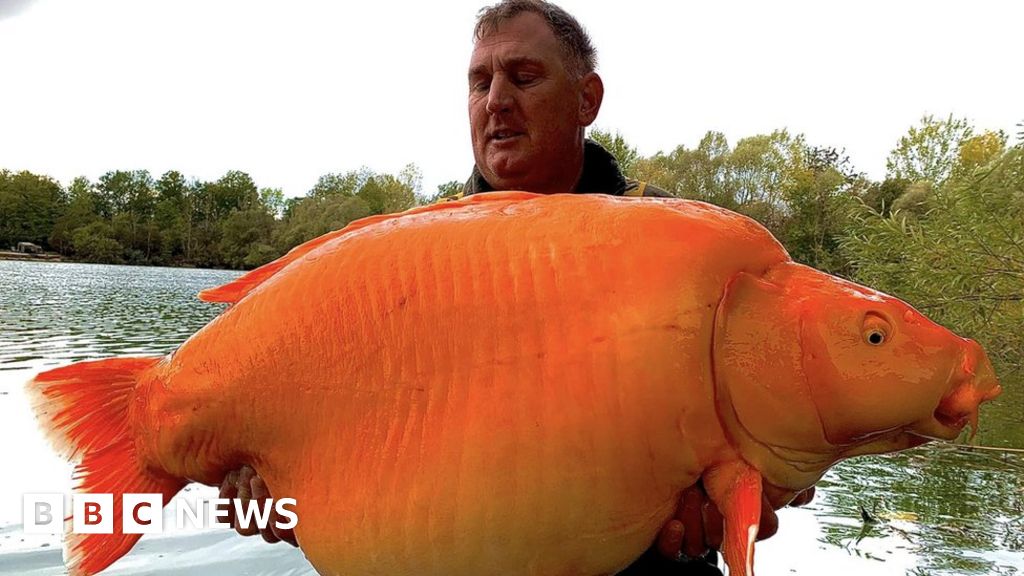 Kidderminster man catches giant goldfish – BBC